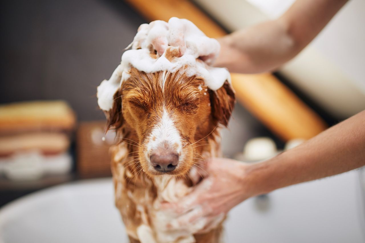 Pet Bath — Morristown, TN — Appalachian Animal Hospital Pet Bath — Morristown, TN — Appalachian Animal Hospital