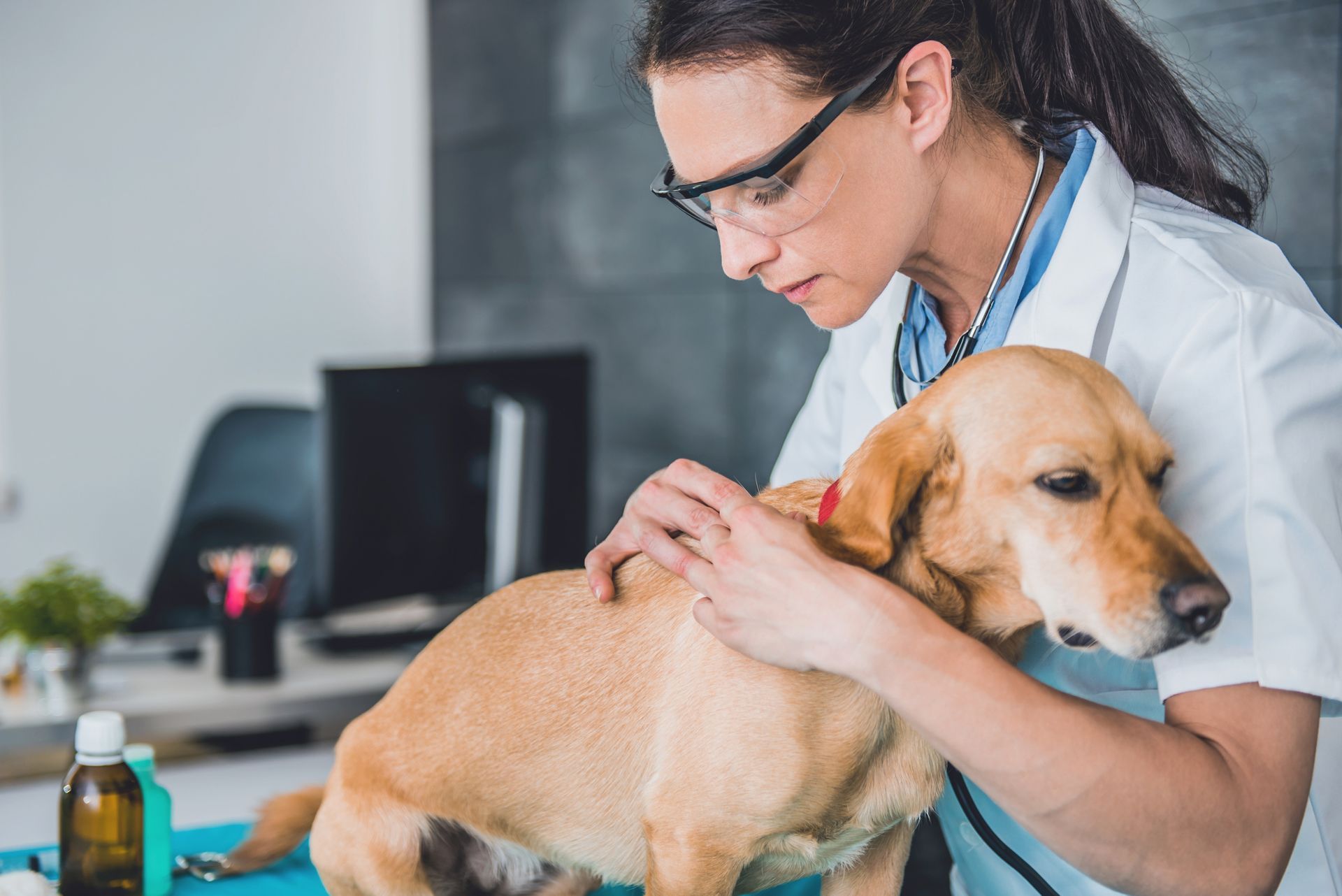 Animal hospital vet inspecting a dog for skin conditions, providing expert pet medical care.