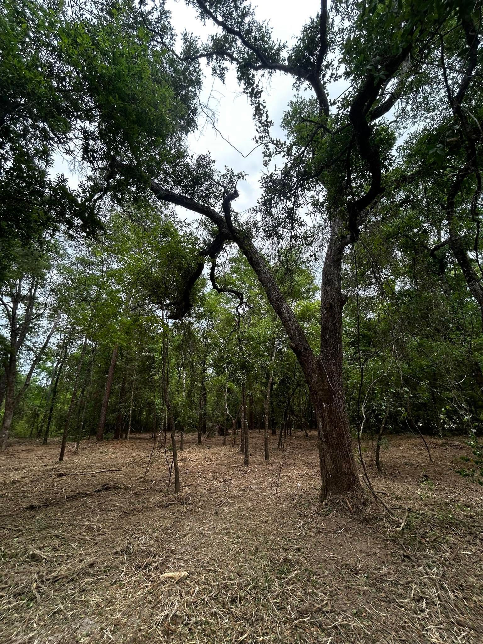 Sparse woodland with tall trees and dry leaf-covered ground under a cloudy sky