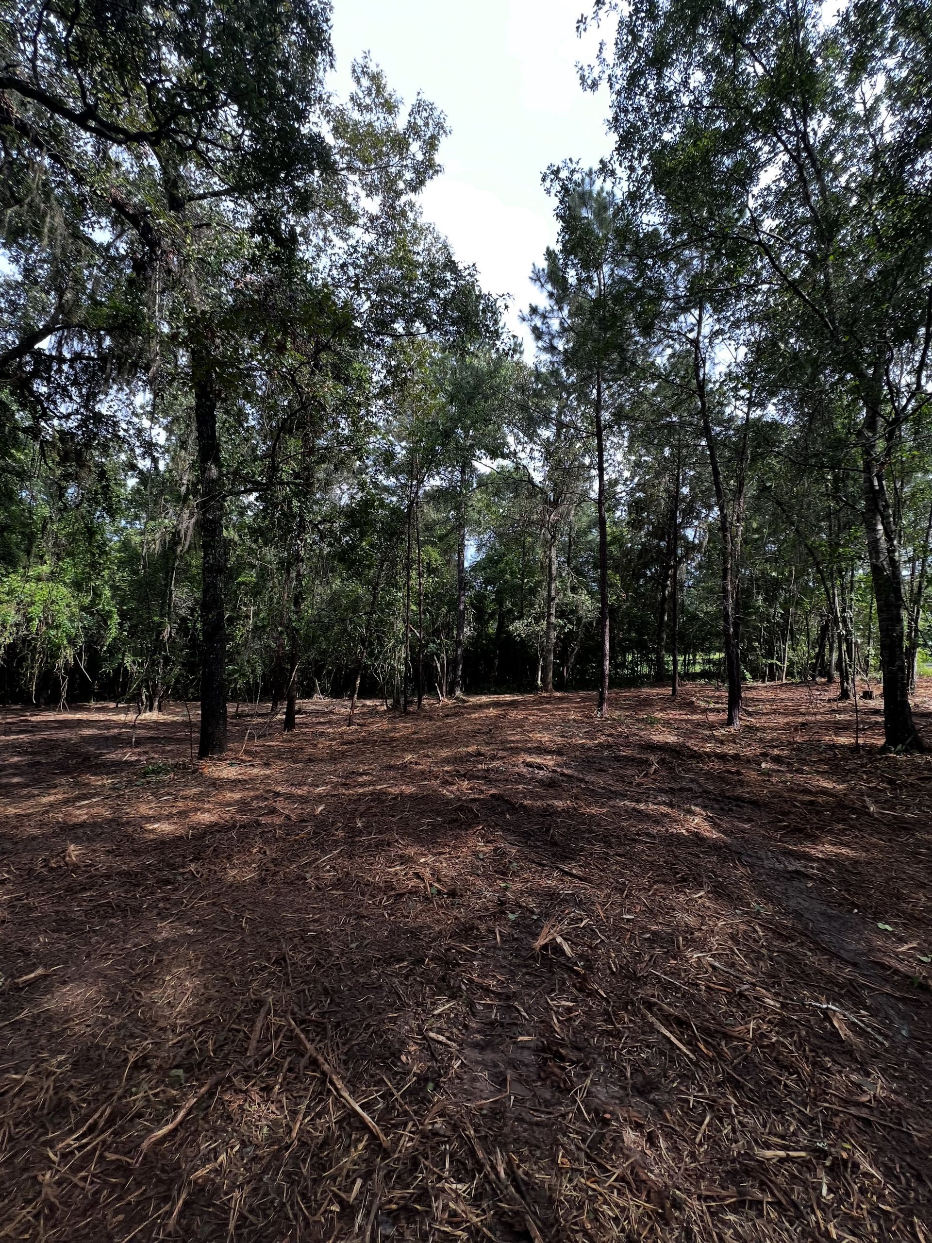 Sparse woodland with tall trees and a dry, leaf-covered forest floor in bright sunlight