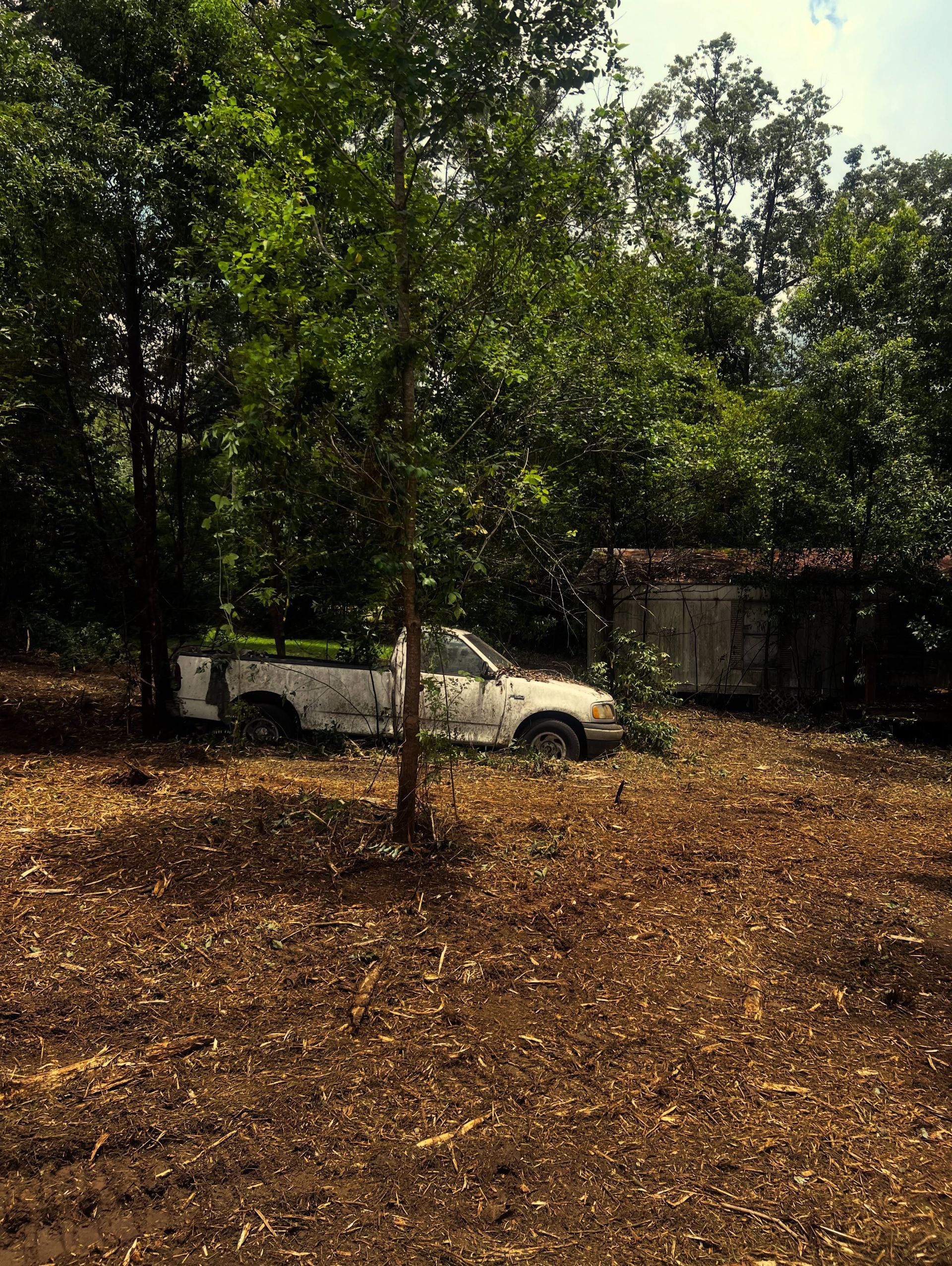 White pickup truck parked under trees on a dry, leaf-covered lot with a small shed nearby