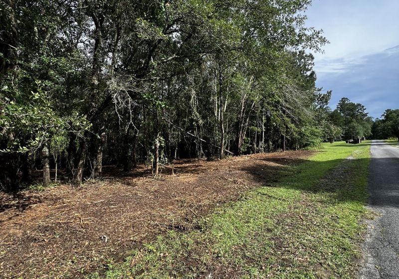 Tree-lined roadside with a gravel shoulder and sunny green grass beside a wooded area
