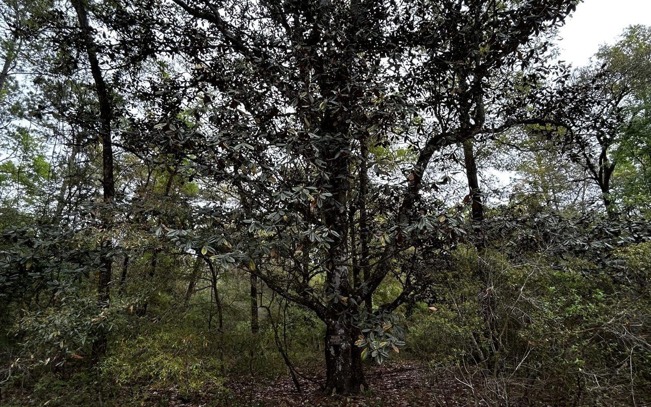 Dense wooded area with tangled trees and brush under an overcast sky