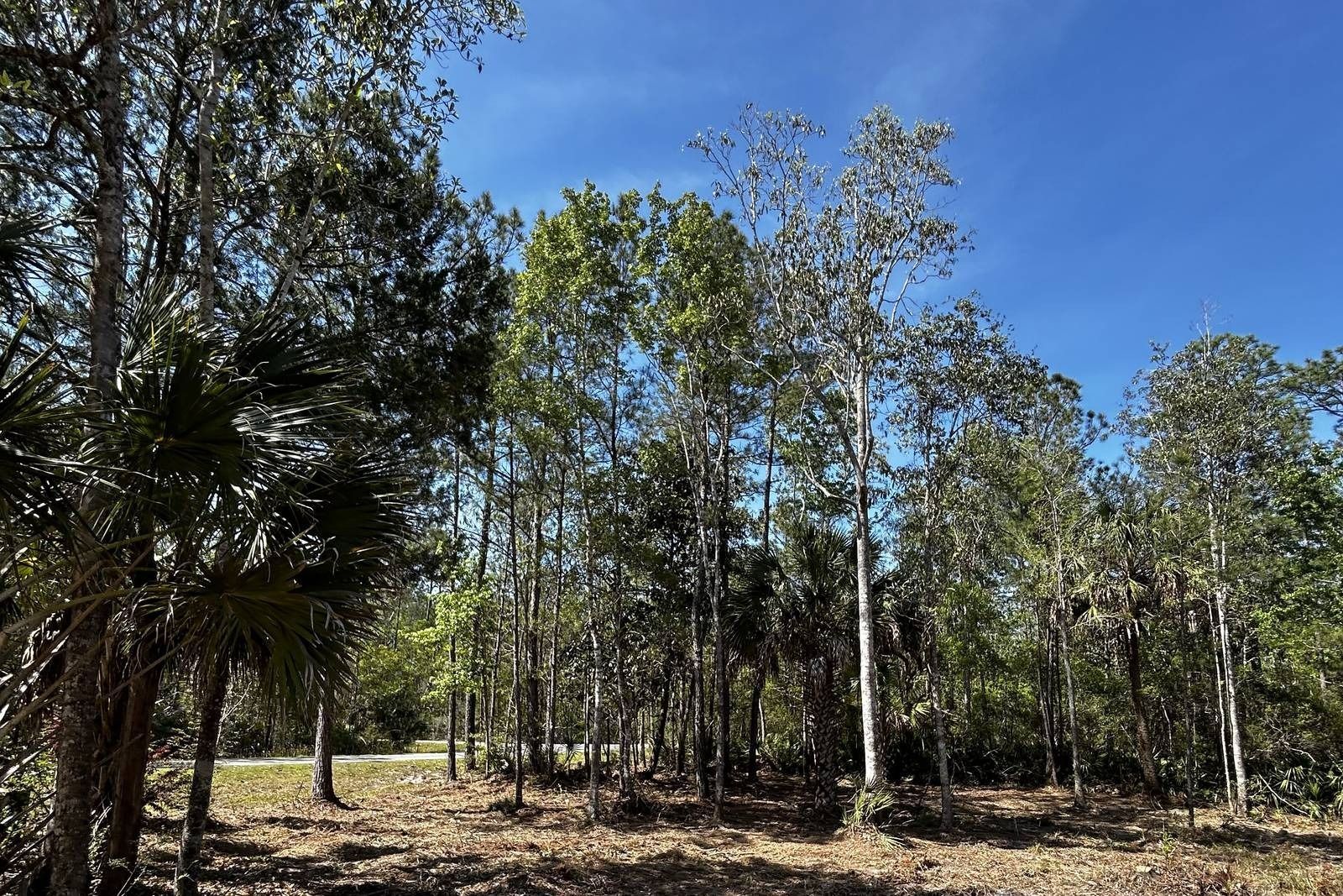 Sunlit woodland with tall trees and a clear blue sky