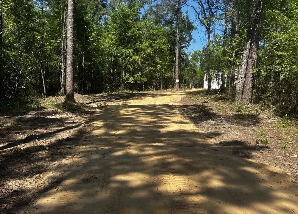Dirt road through a sunlit wooded forest with tall trees and shadows