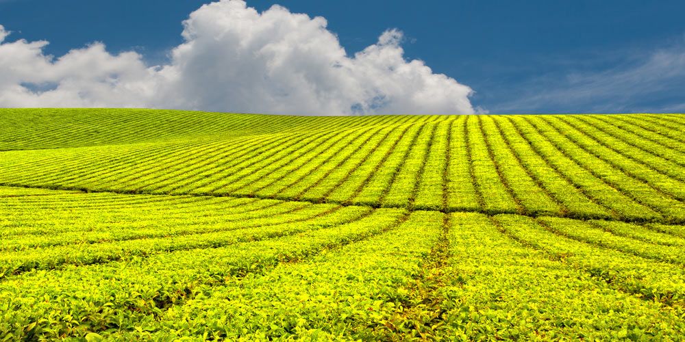 Innisfail Tea Plantation — Panel Beater In Innisfail, QLD