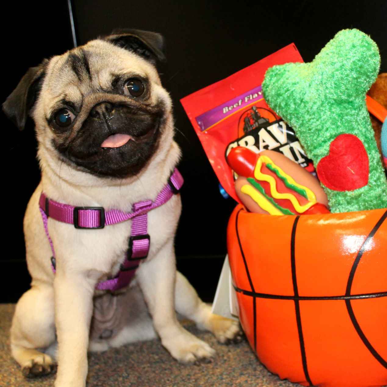 Pet Therapy Dog