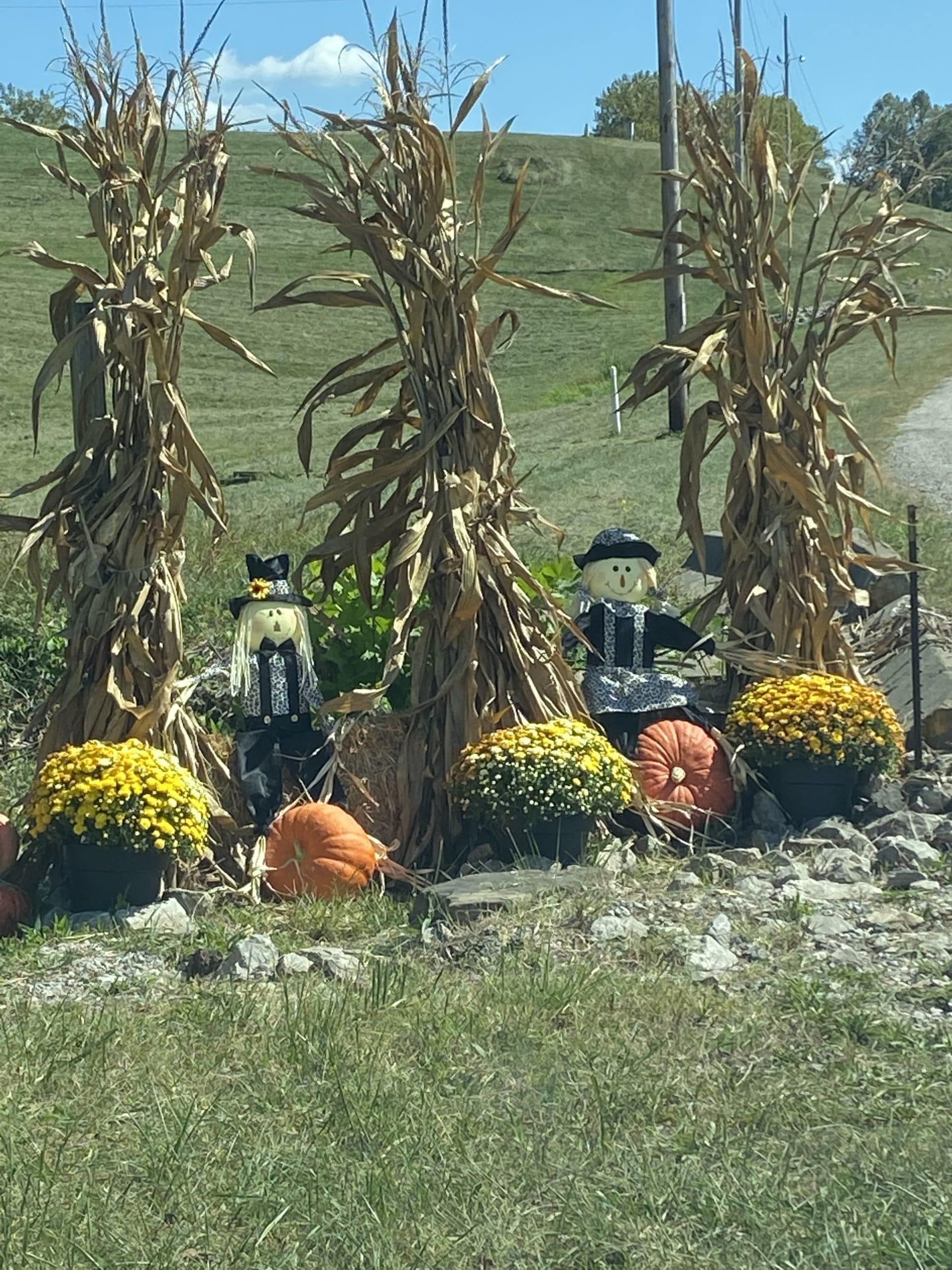 Two scarecrows sit among corn stalks, orange pumpkins, and yellow potted mums in a grassy, outdoor autumn display.