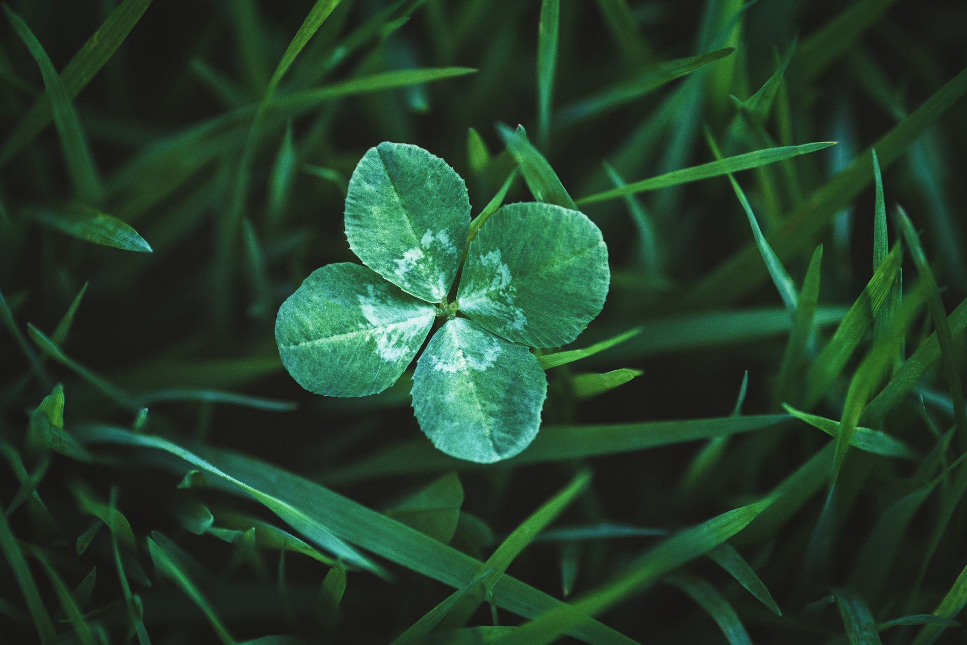 A four-leaf clover surrounded by blades of green grass.