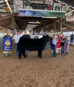 A judge evaluates a black show steer in a fairgrounds arena while a youth handler stands nearby.
