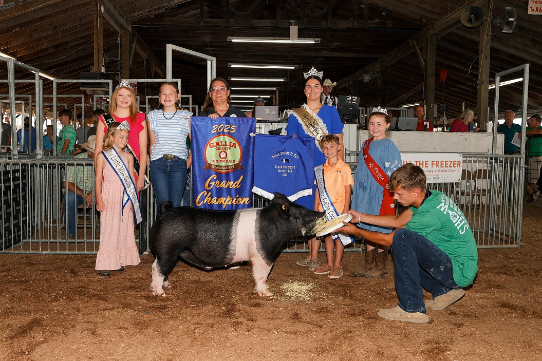 A judge speaks to a exhibitor holding a pig at a livestock show inside a fair barn.