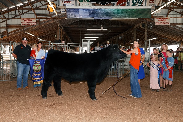 A judge evaluates a black show steer in a fairgrounds arena while a youth handler stands nearby.