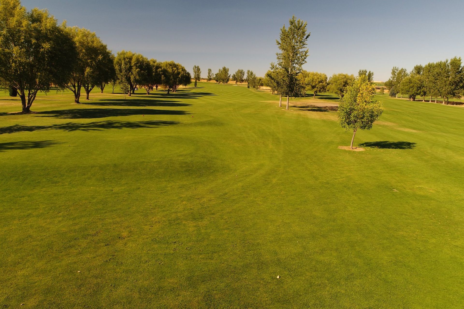 Sunny green golf course fairway with trees and clear sky