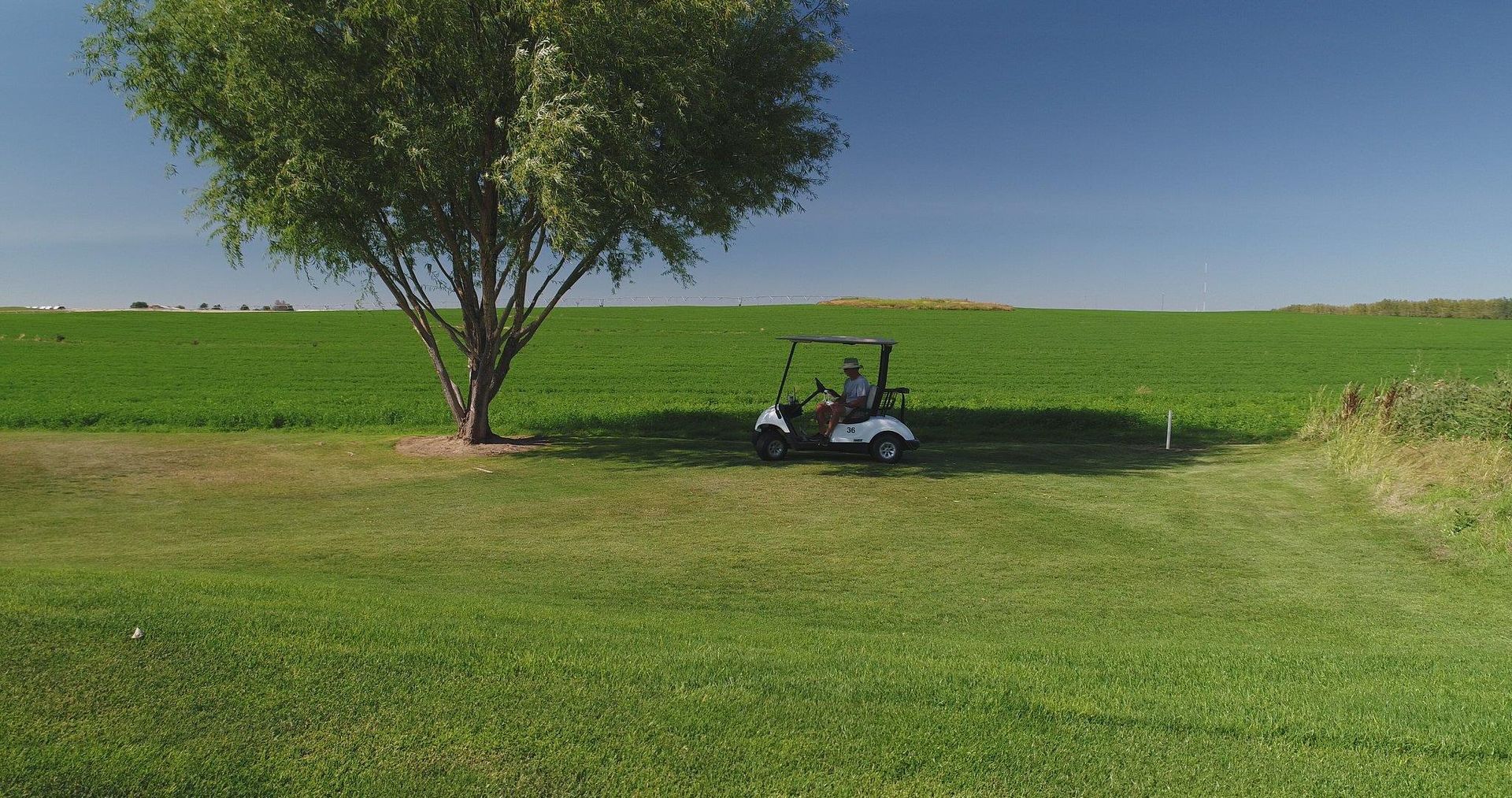Golf cart under a large tree in a grassy field on a sunny day