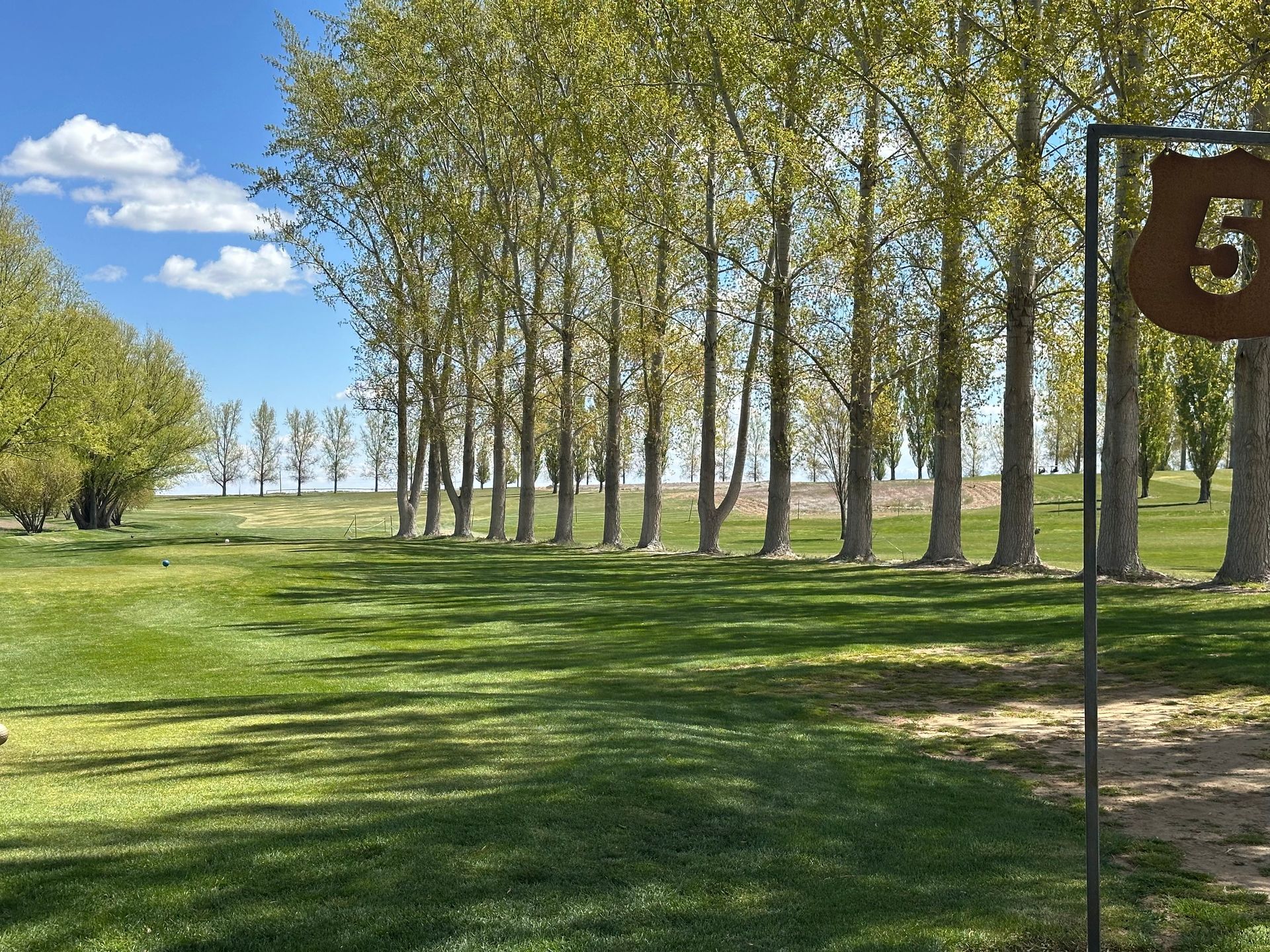 Sunny park with rows of tall trees, green grass, and a partly cloudy blue sky