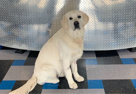 Golden retriever dog sits on patterned floor in front of a shiny metal structure. | Rocky Mountain Car Care