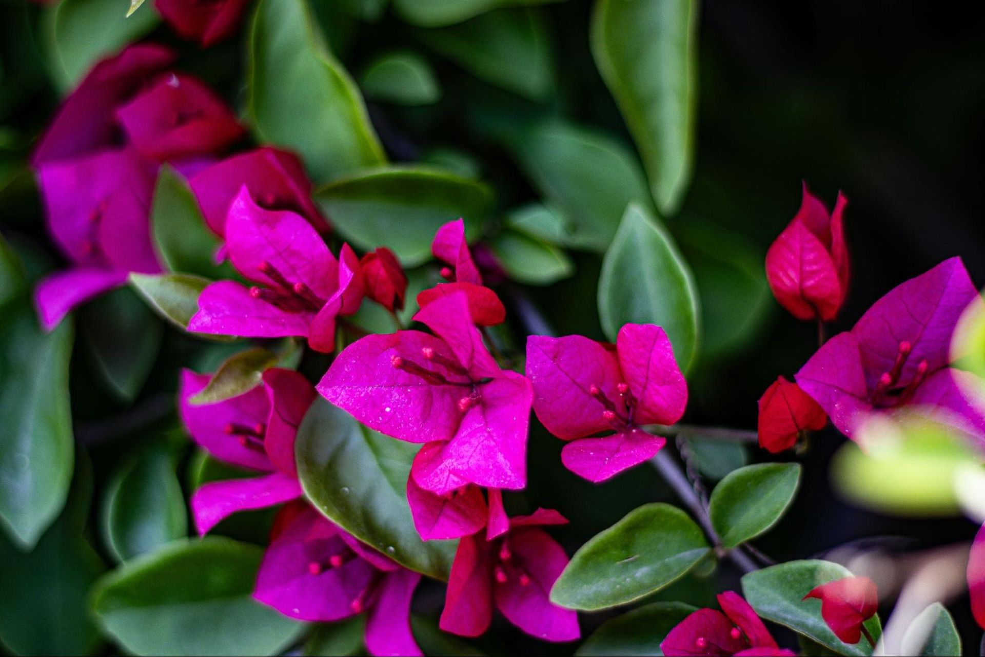 A close up of a bunch of pink flowers with green leaves
