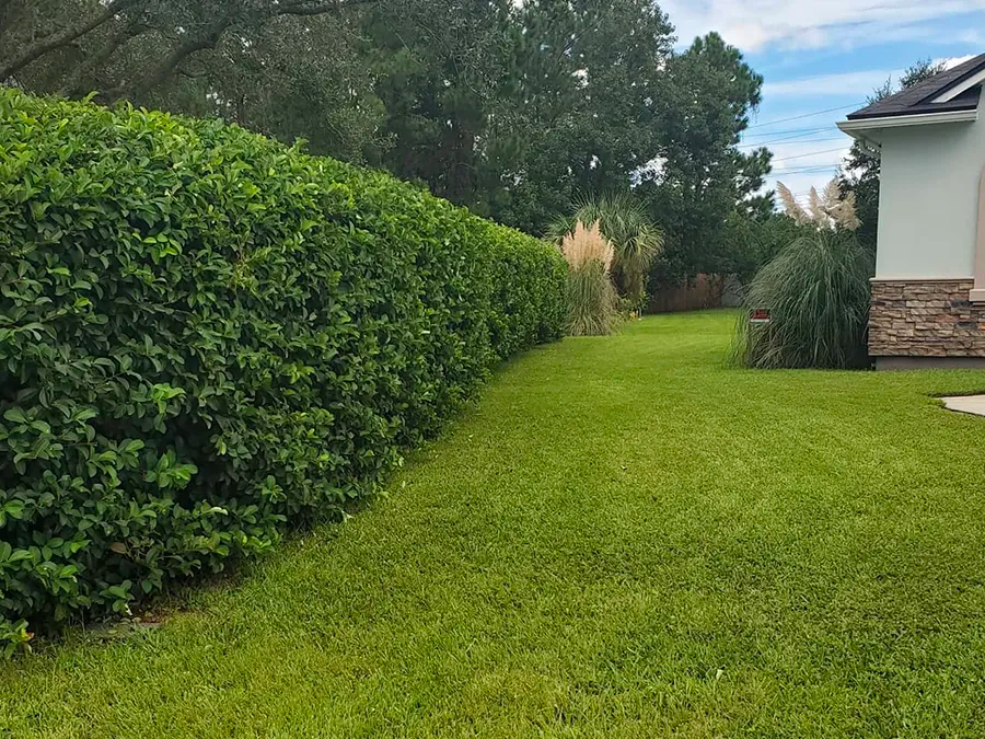 a lush green yard with a hedge and a house in the background .