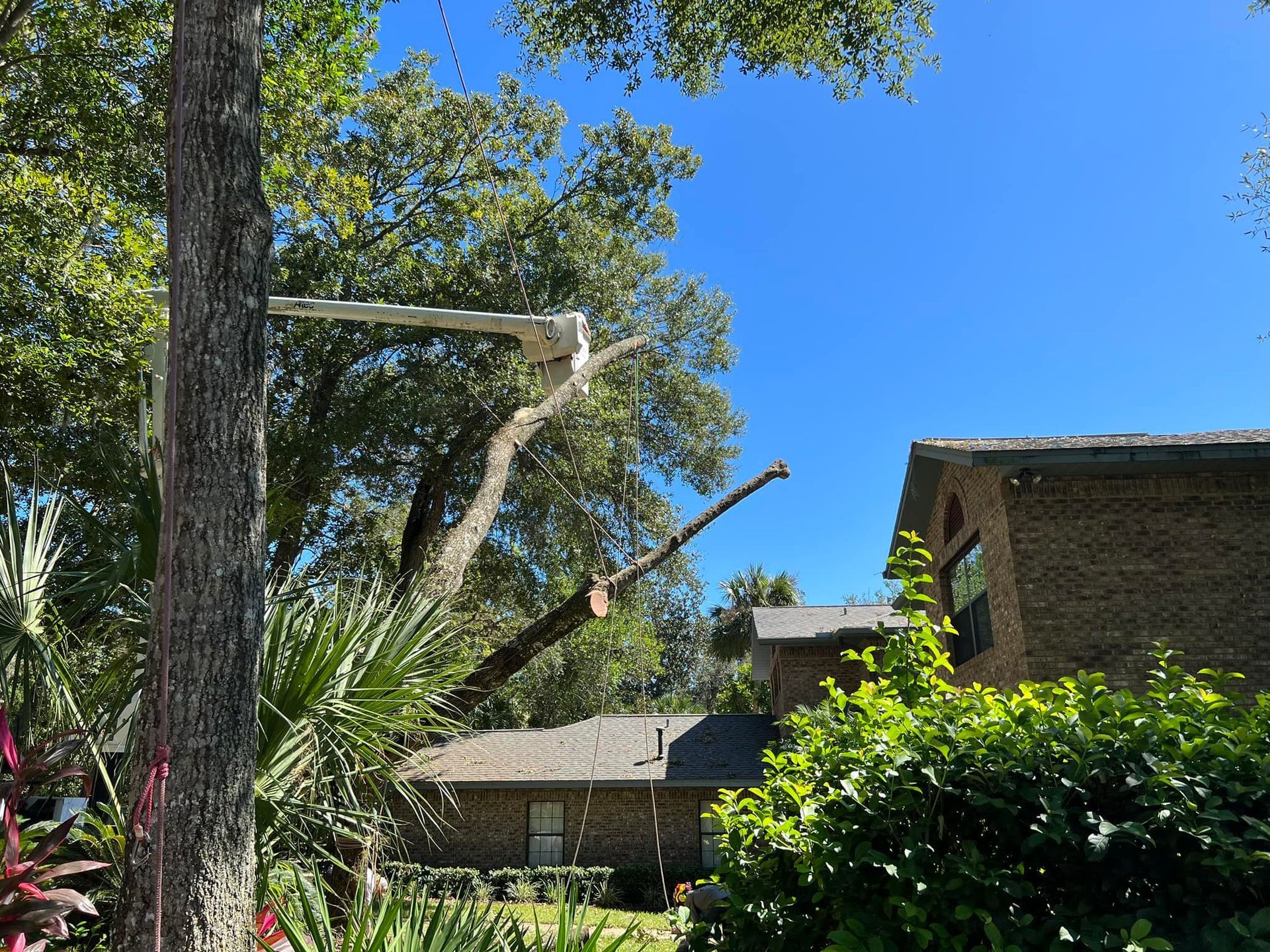 Tree care service