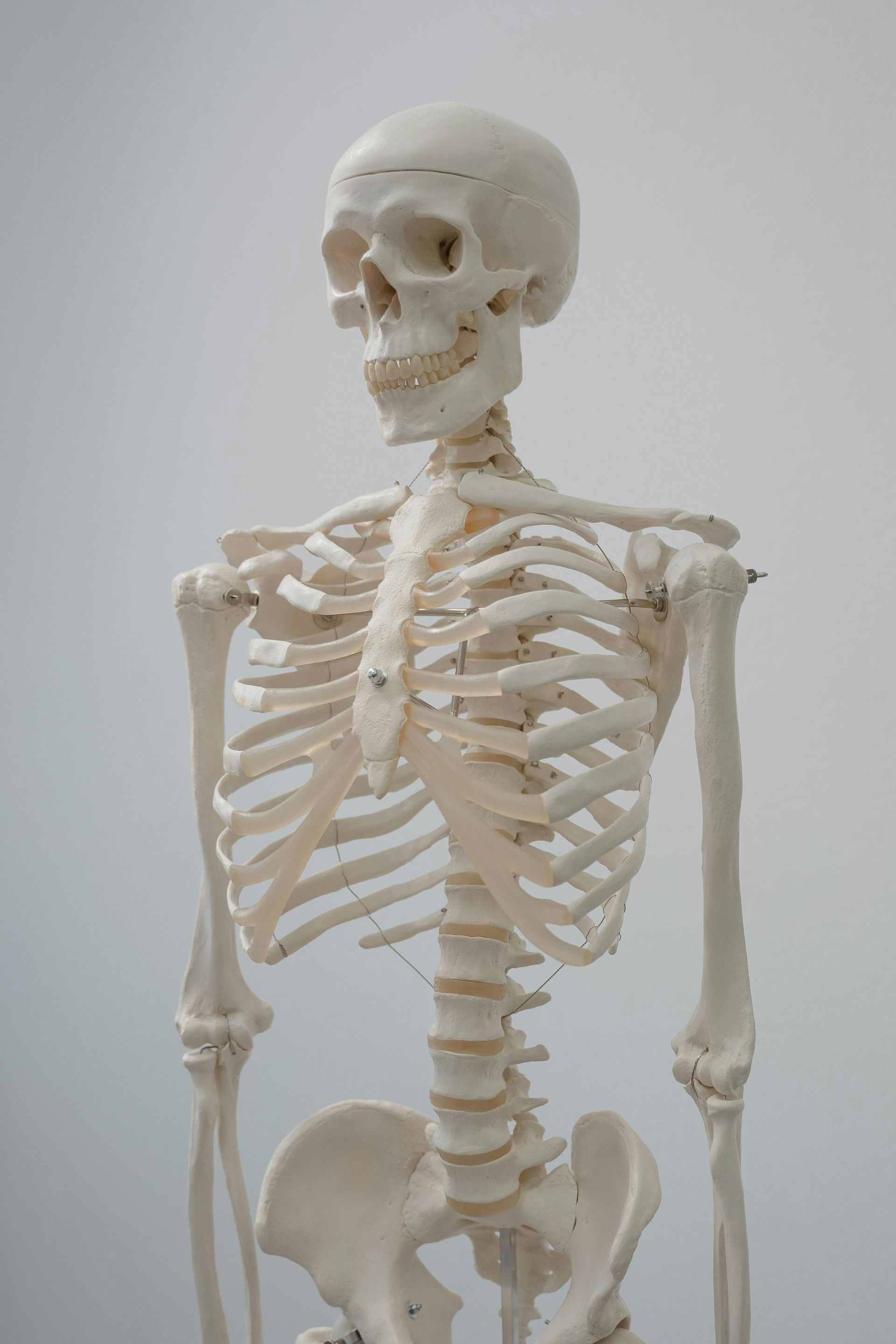 A close up of a human skeleton on a white background.