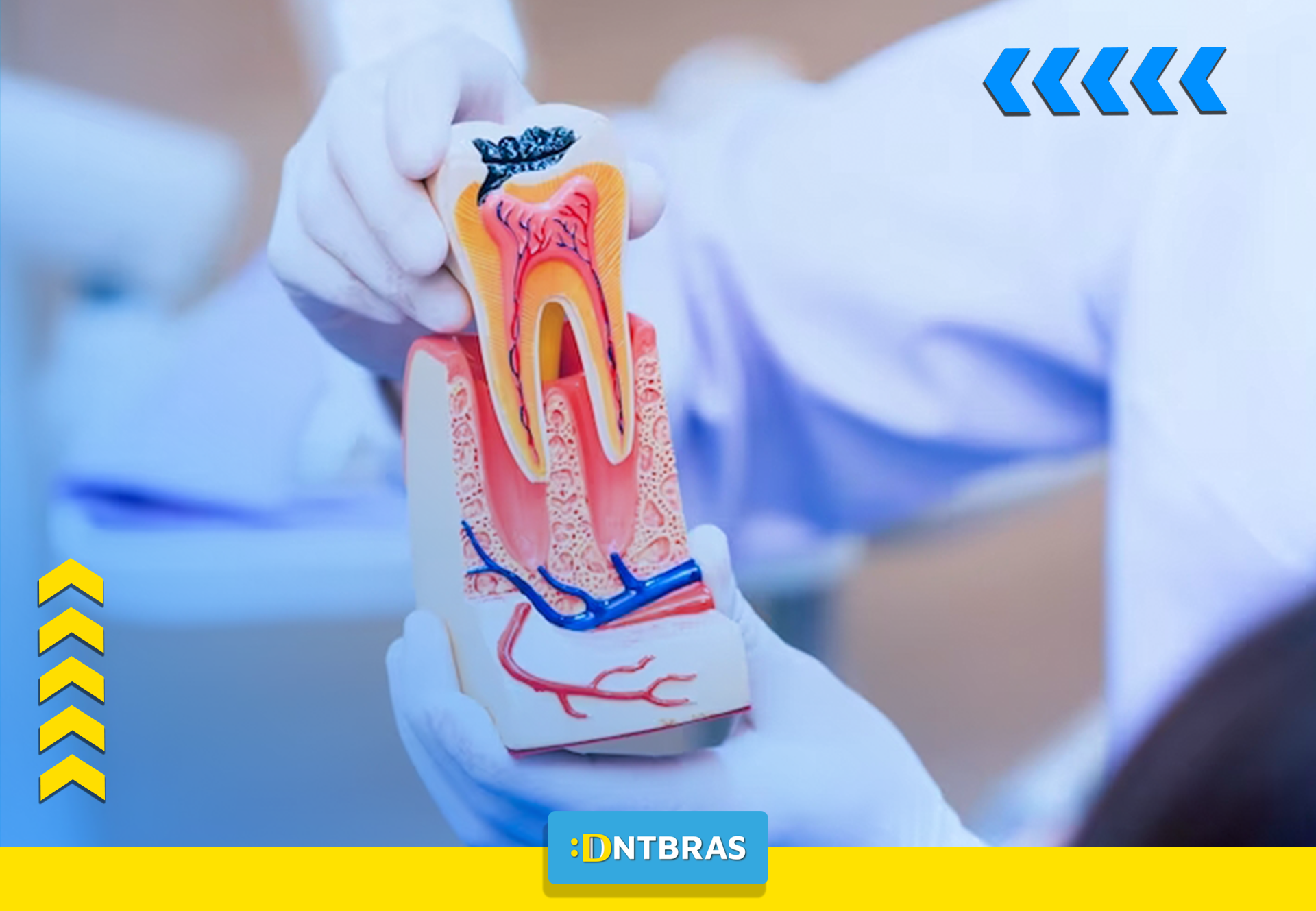 Um dentista está segurando um modelo de dente nas mãos.