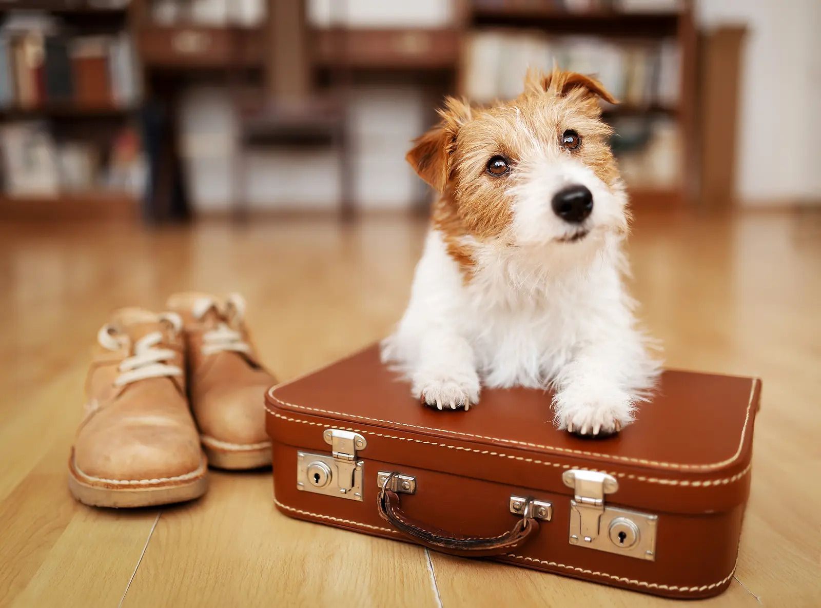 Dog Boarding