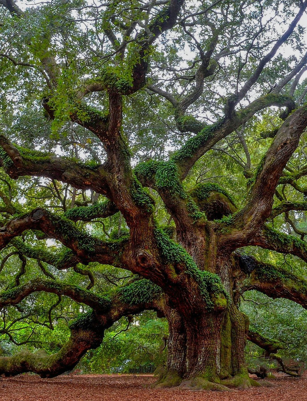 angel oak in johns island relocation