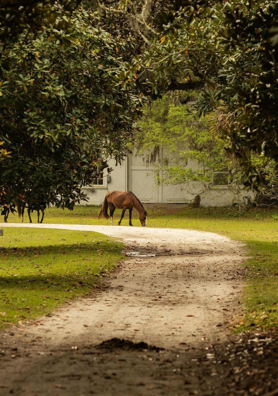 horses and land in awendaw sc relocation