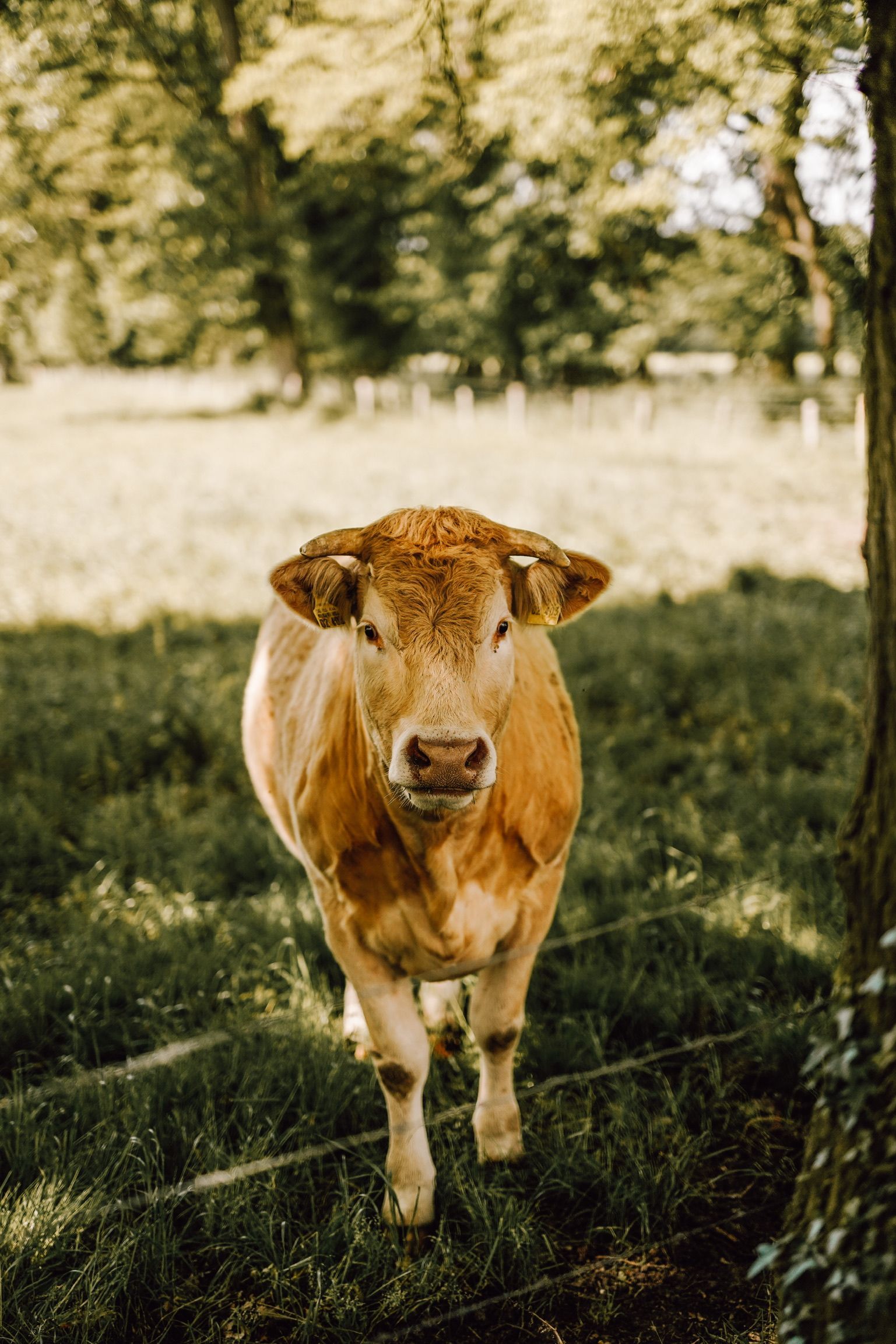 Auch die Tiere auf Haus Neersdonk schauen interessiert zu wenn Hochzeit ist.