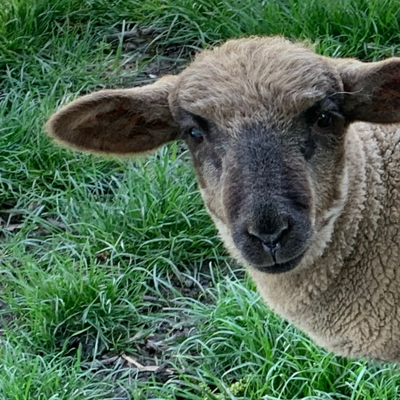 Was Guckst Du?