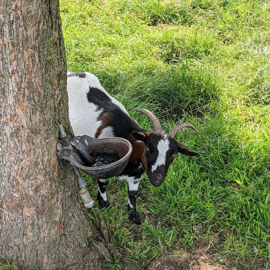 Neugierige Ziege auf Haus Neersdonk