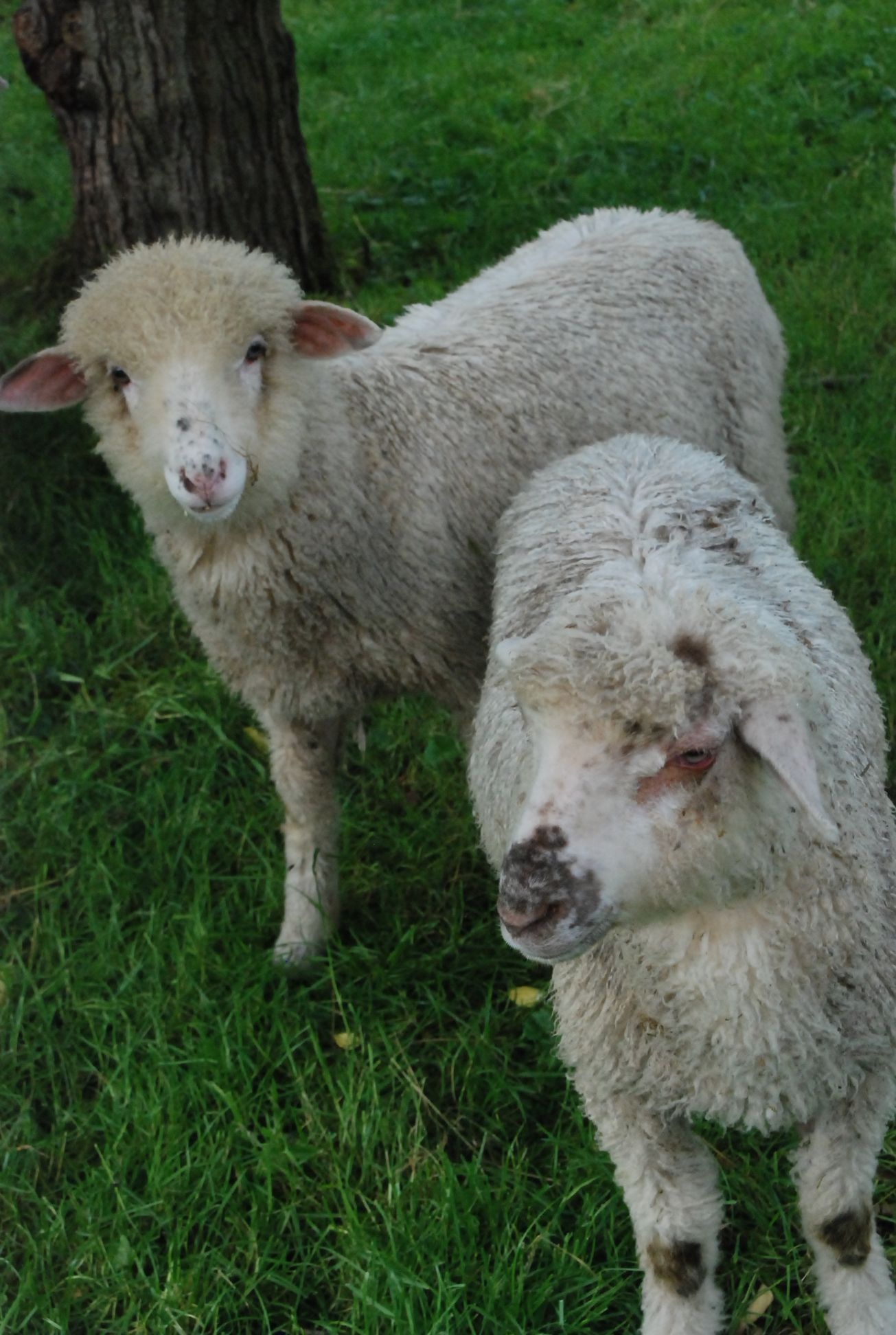 Tierisch gut - das Leben auf Naus Neersdonk in Tönsivorst am Niederrhein