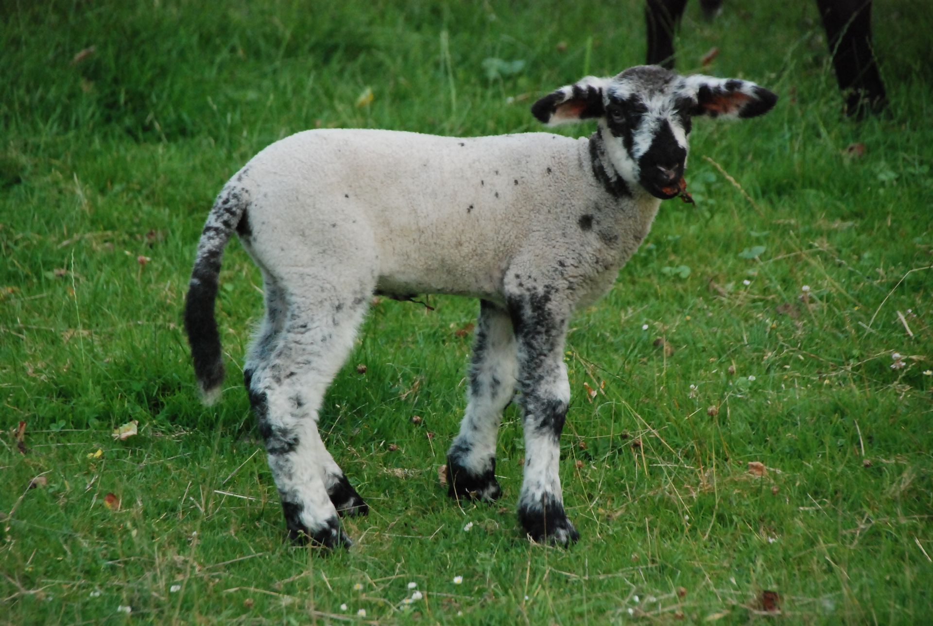 Die Ziege Mäck-Mäck-Mäck