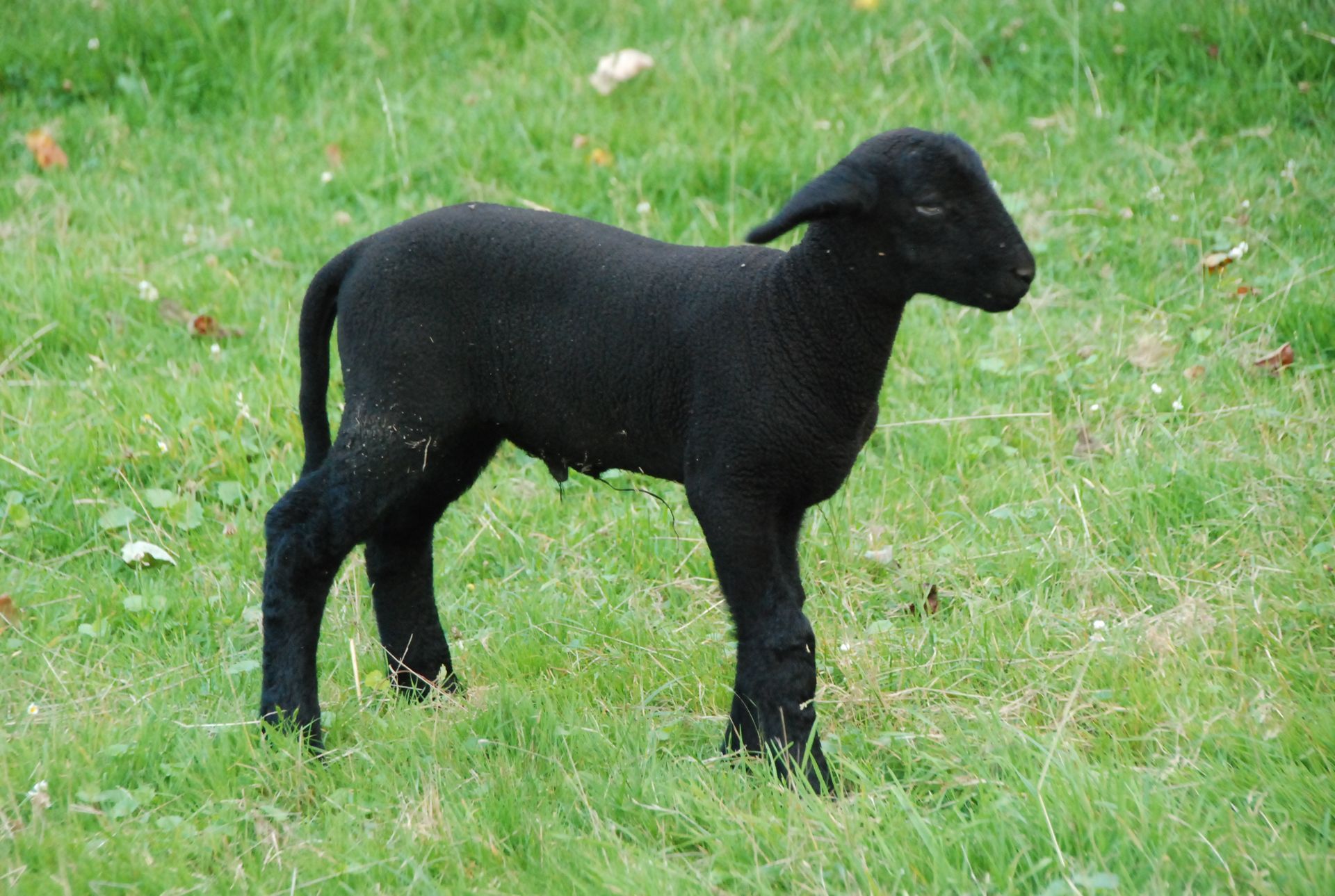Das schwarze Lamm - Naus Neersdonk, Tönsivorst am Niederrhein