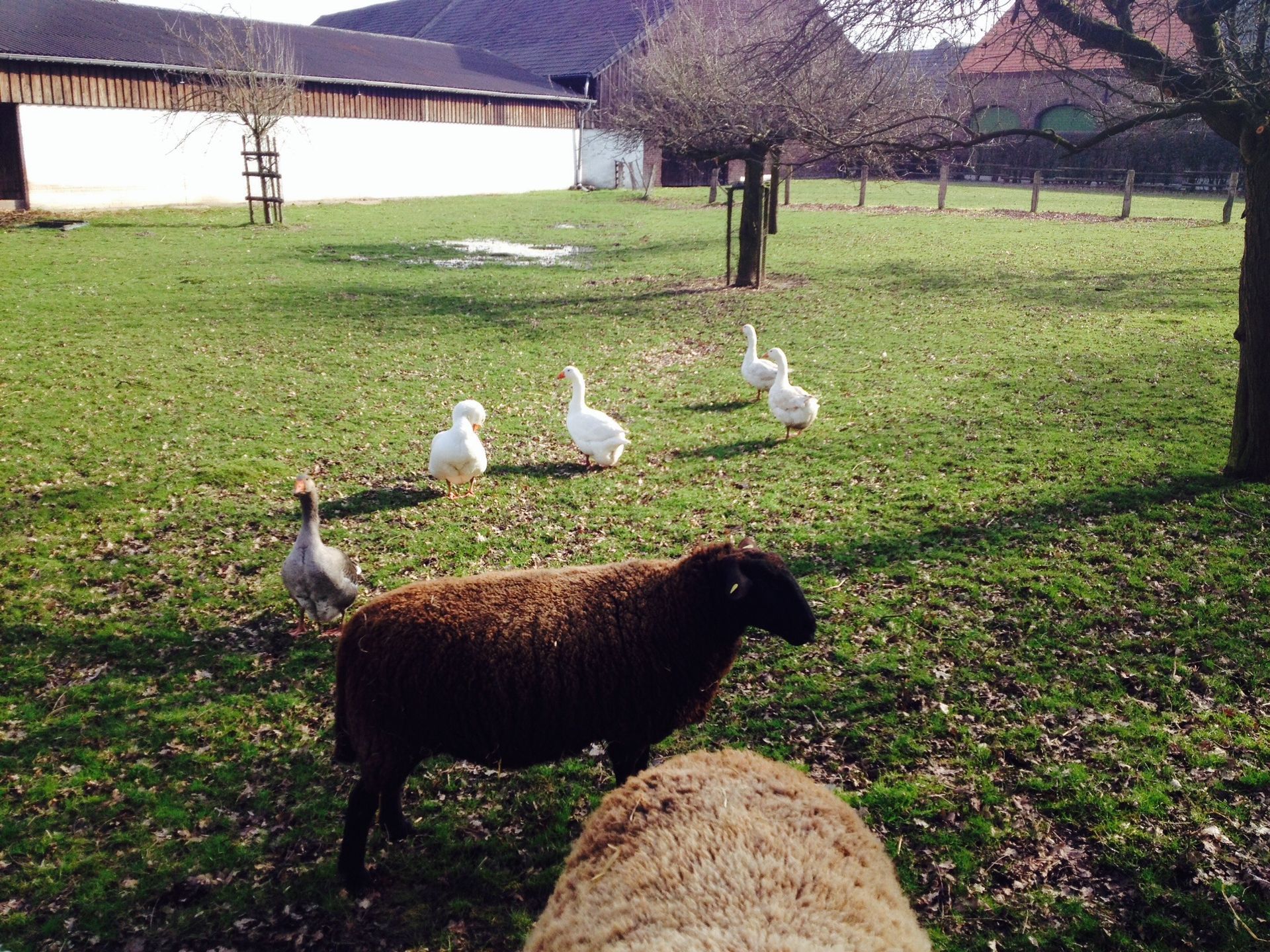 Freilaufende Enten und Schafe auf Haus Neersdonk