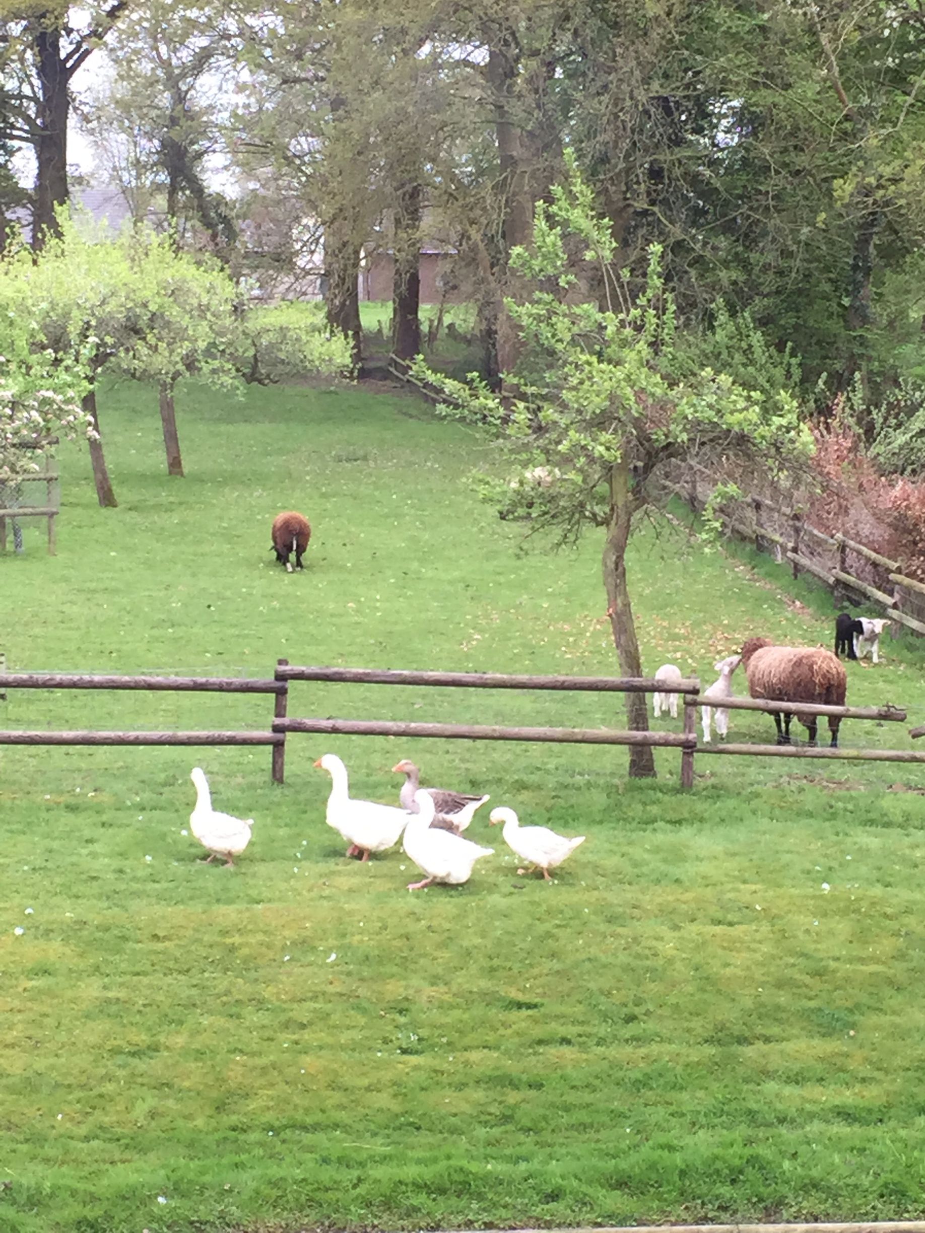 Frei laufende Enten auf Haus Neersdonk, Tönsivorst am Niederrhein