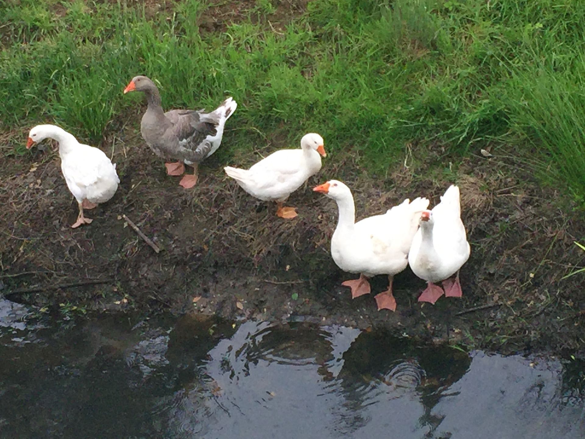 Frei laufende Enten auf Haus Neersdonk am Wasserrand