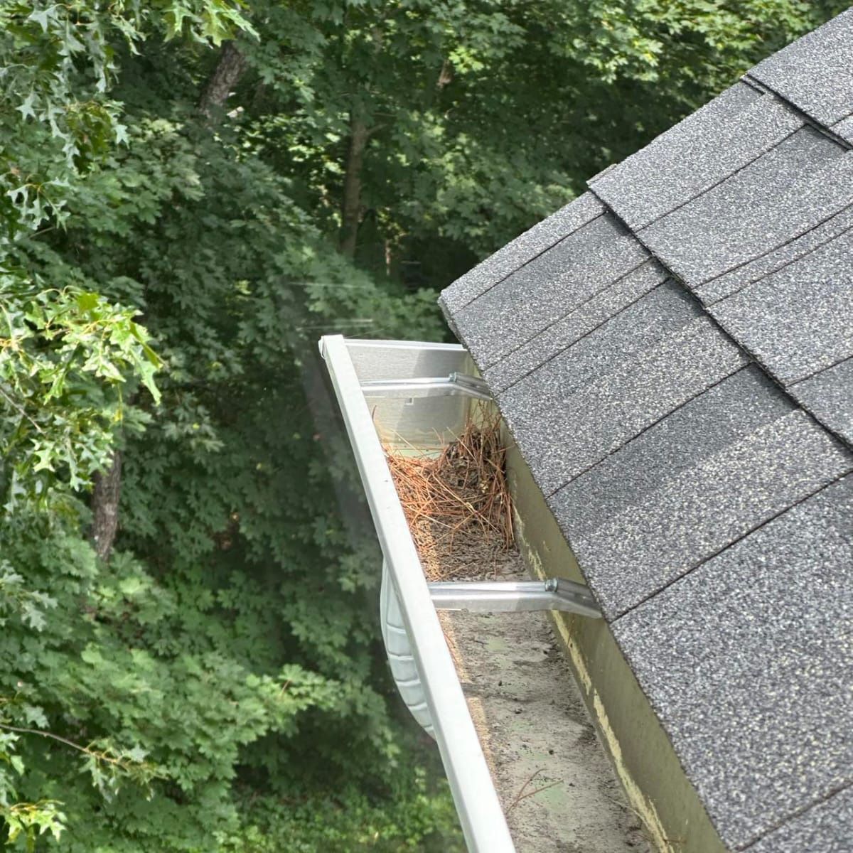 A close up of a gutter on a roof with trees in the background.