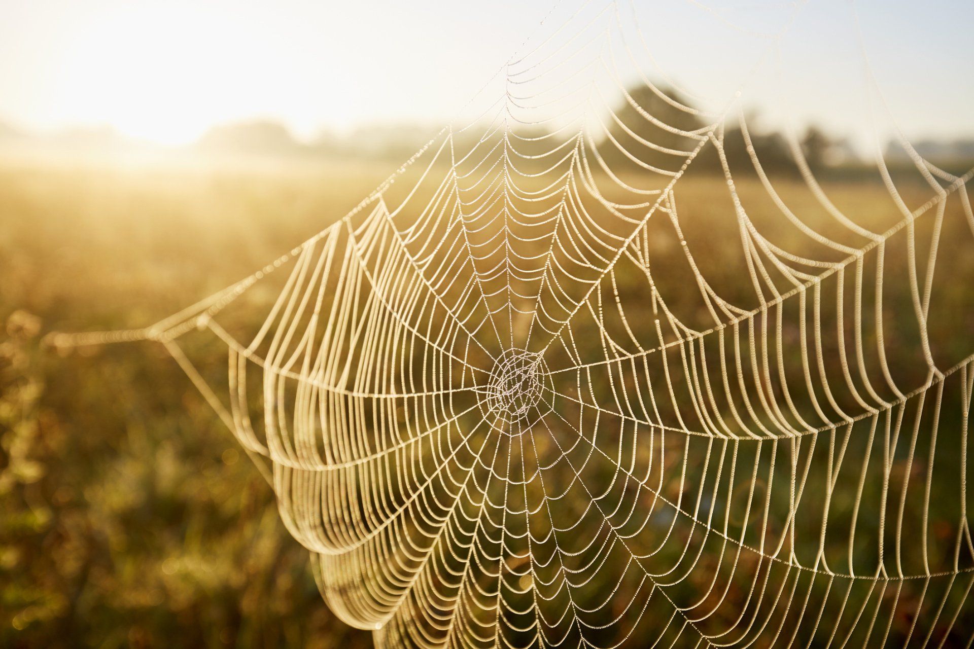 Spider Web — Parma, OH — Expert Pest Control