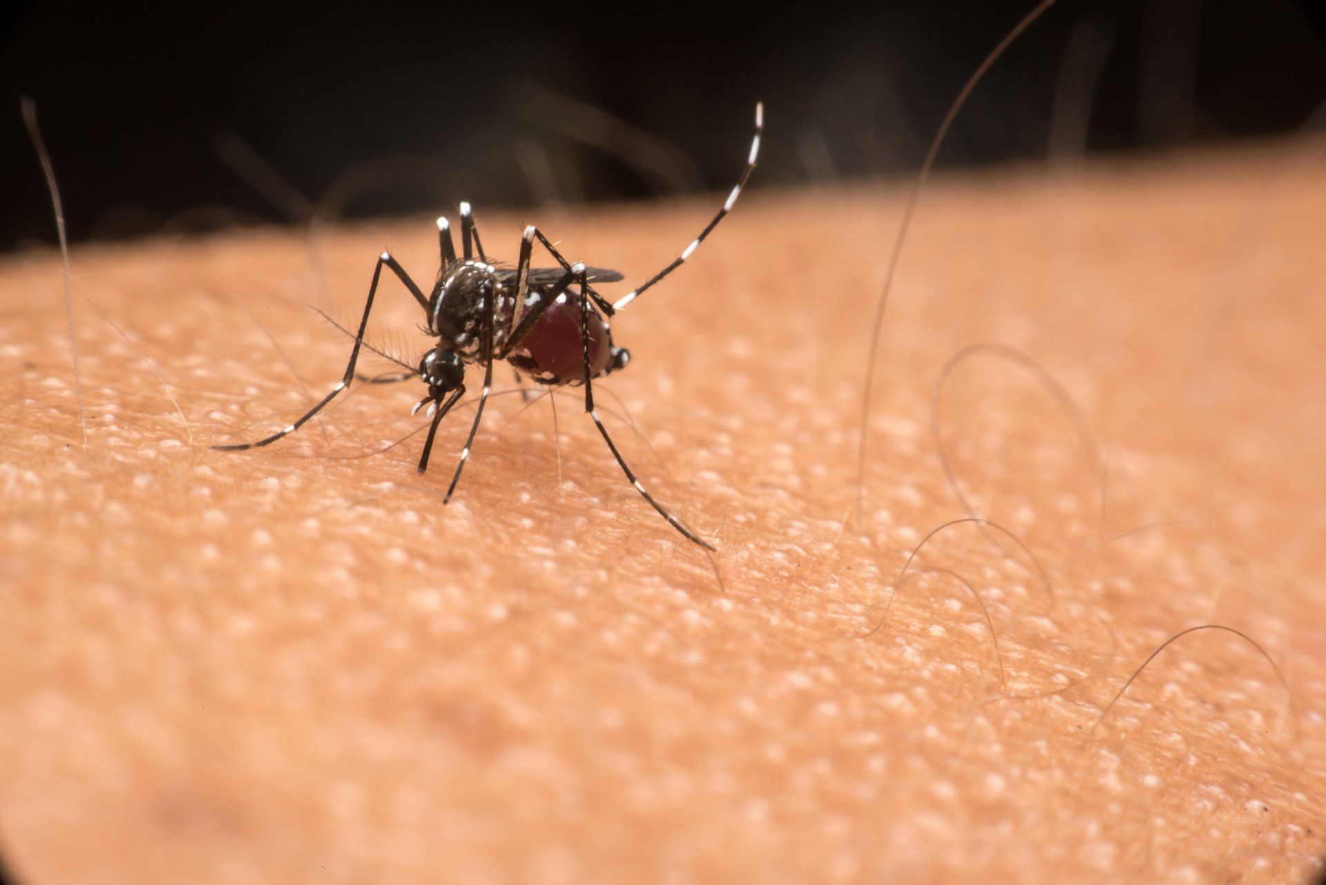 Mosquito Bite — Parma, OH — Expert Pest Control