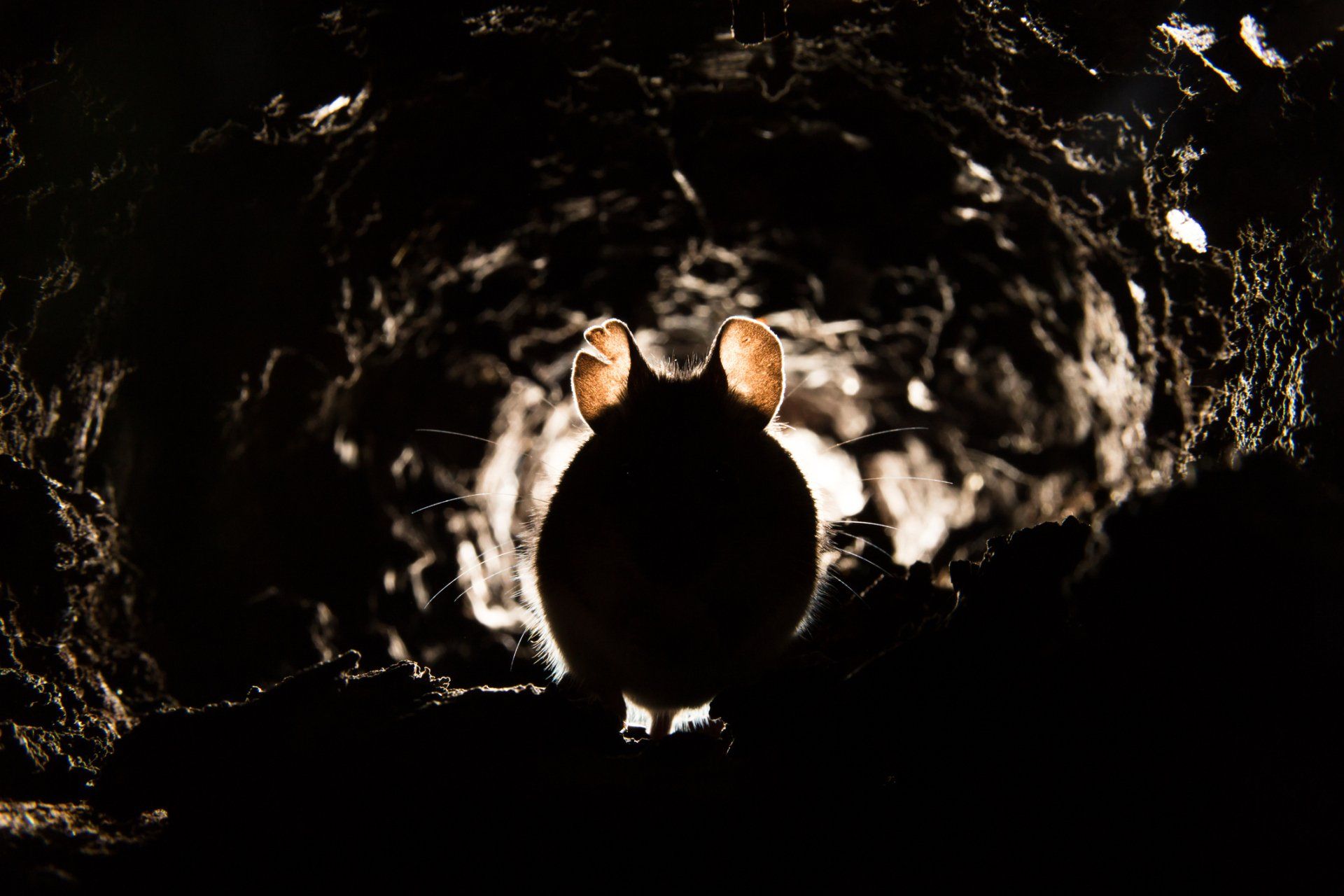 Mice In A Hole — Parma, OH — Expert Pest Control