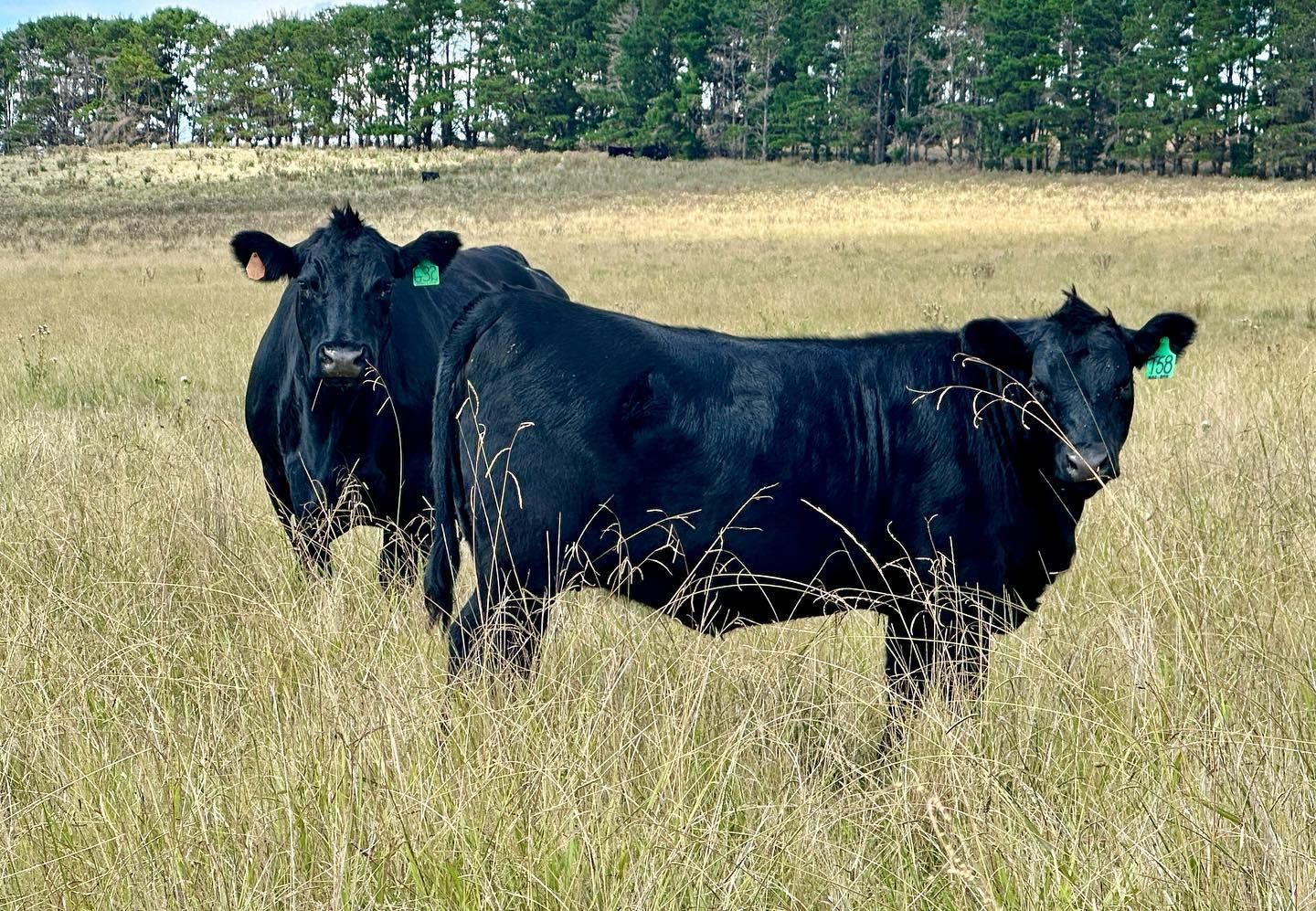 female bulliac