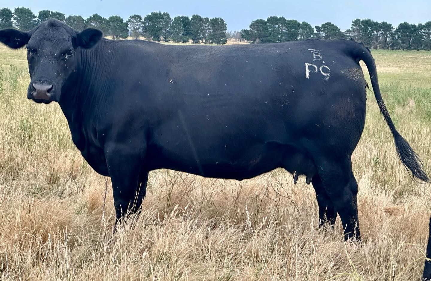 female bulliac h81