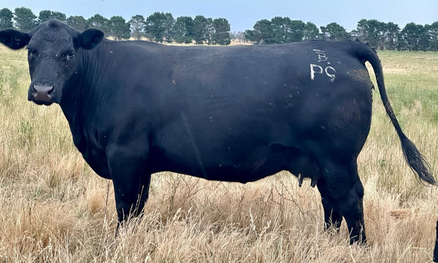 female bulliac g20