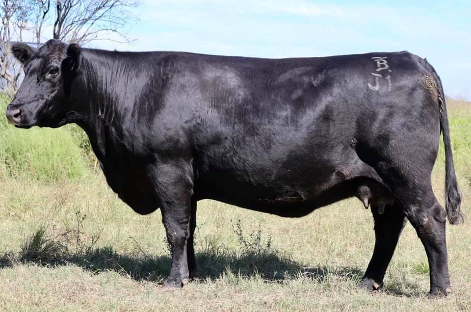 female bulliac g20