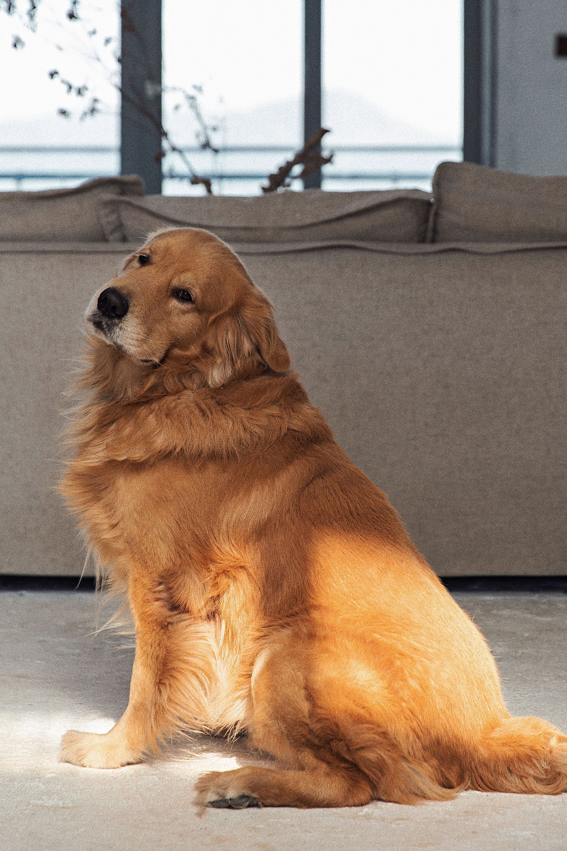 Golden retriever sitting on a sunlit floor in a living room, facing left.