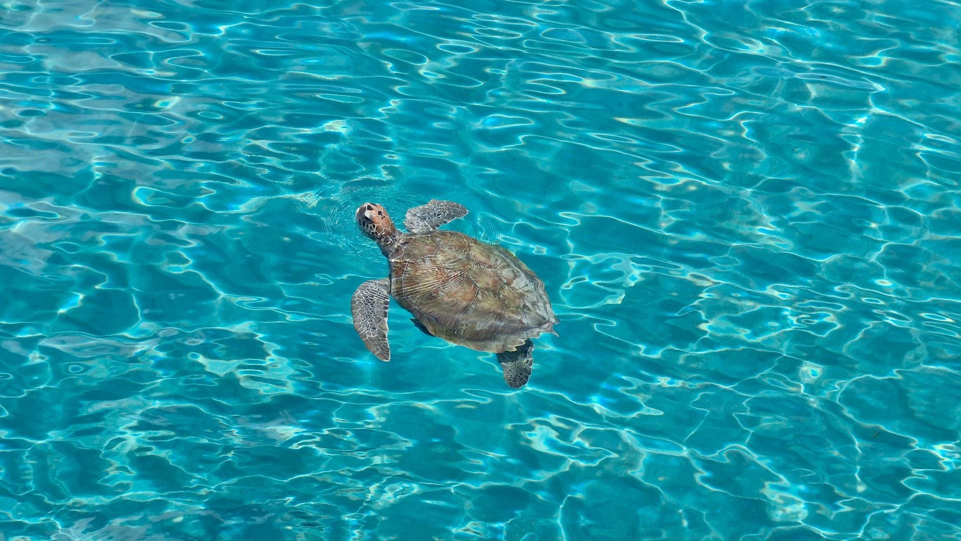 Schildpad Playa Piskado Curacao