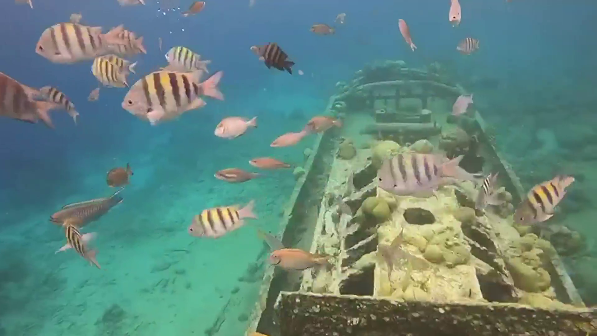 Private Boat Tour - Snorkeling