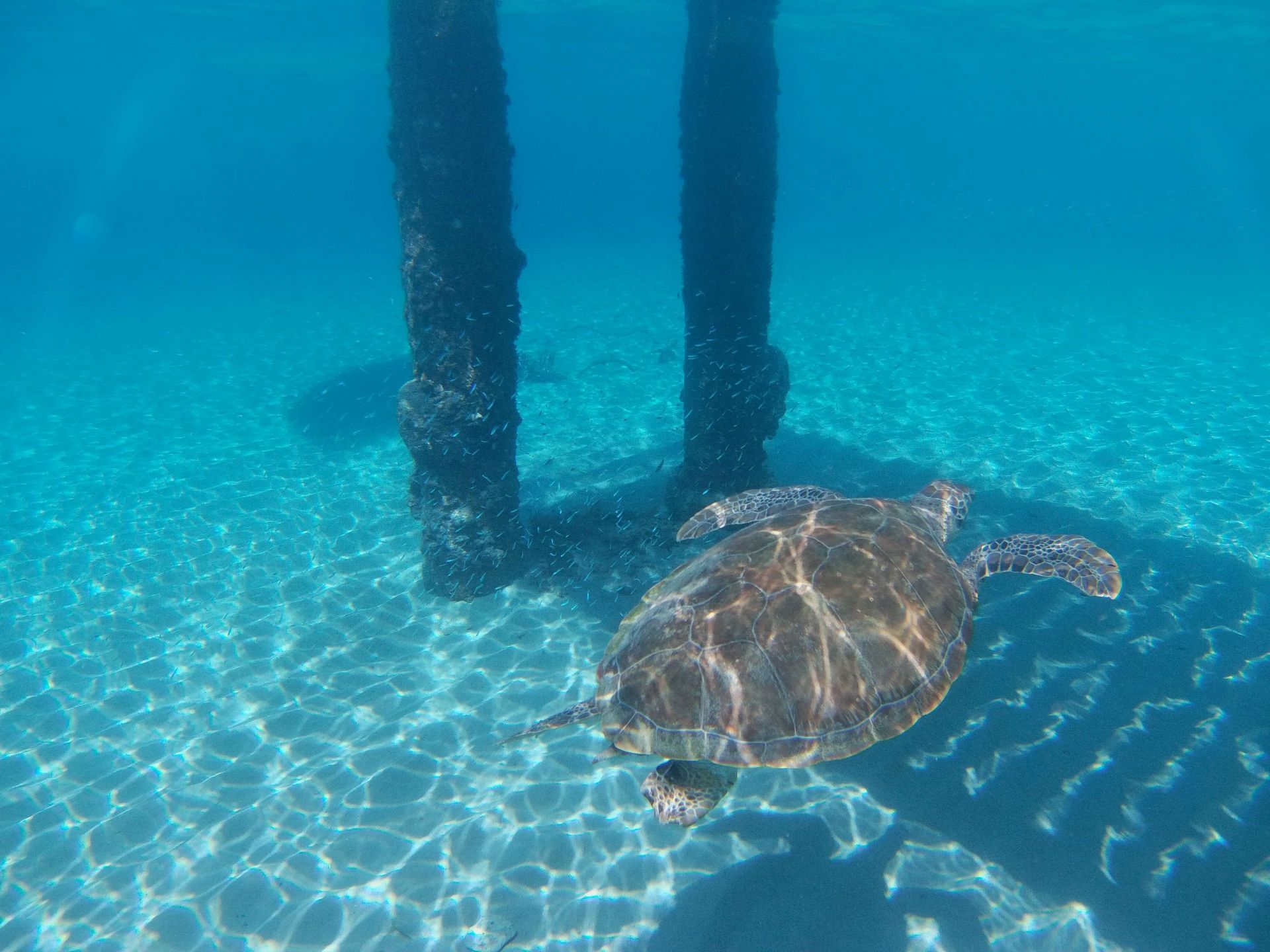 Schildpad Curacao onder steiger Playa Piskado