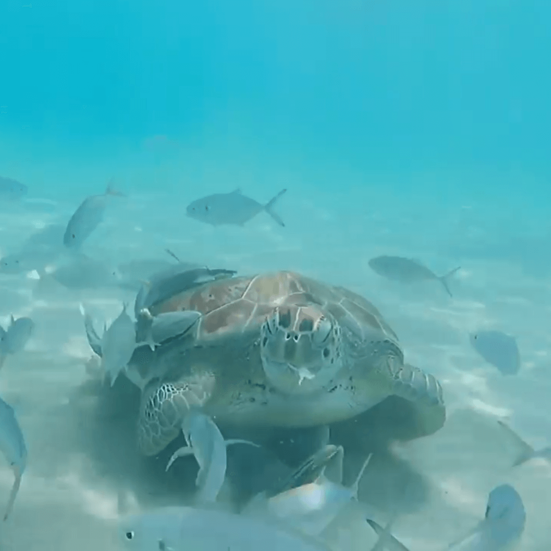 Boat trip Curacao with turtles snorkeling